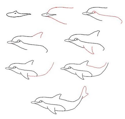 Cum de a desena un delfin