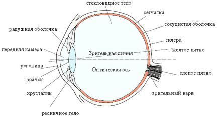 Як виявити «сліпу зону» в оці без допомоги фахівців