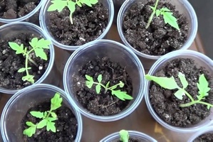 Cum să transplantezi aloe fără plante magice rădăcină