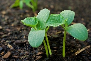 Cum să transplantezi aloe fără plante magice rădăcină