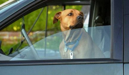 Як перевозити собаку в машині