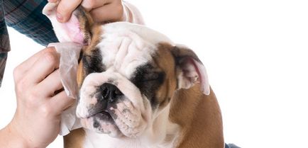 Як почистити собаці вуха