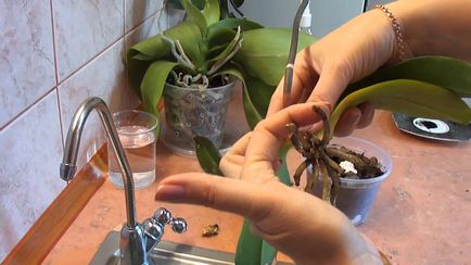 Як поливати орхідею в домашніх умовах водою і добривами