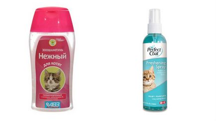 Як помити кішку правильно і що потрібно знати про їх гігієні
