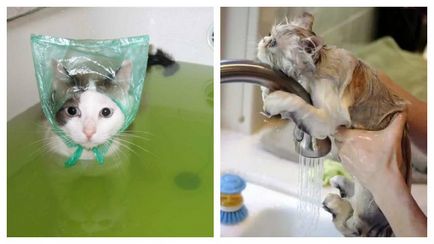 Cum să spălați corect pisica și ce trebuie să știți despre igiena lor