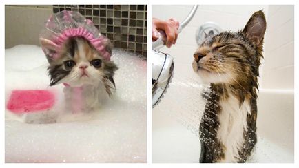 Cum să spălați corect pisica și ce trebuie să știți despre igiena lor