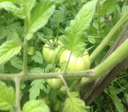 Cum de a crește randamentul unei tomate