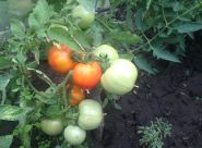 Cum de a crește randamentul unei tomate