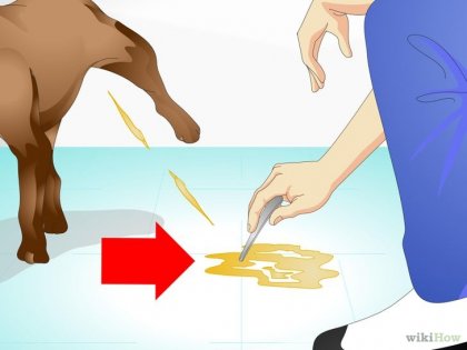 Як подбати про хворому собаці