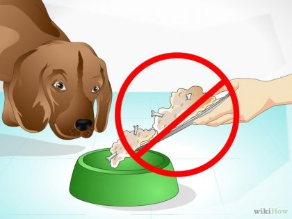 Як подбати про хворому собаці