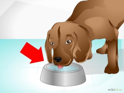 Cum să ai grijă de un câine bolnav
