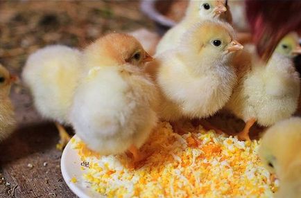 Hogyan kell etetni a csirkéket napi és havi