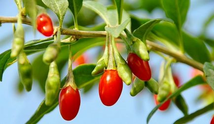 Hogyan kell szedni a Goji a fogyás - Női szeszély