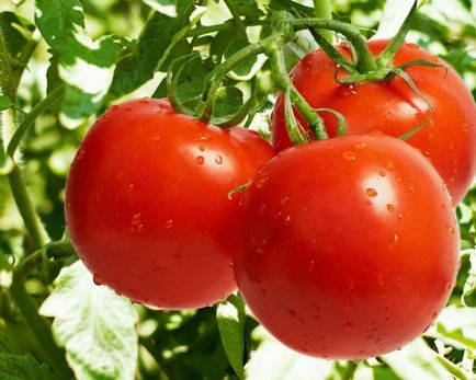 Як правильно збільшити органічний урожай томатів