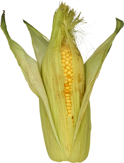 Як правильно виростити кукурудзу