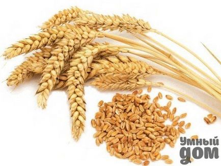 Як приймати пшеничні висівки в лікувальних цілях