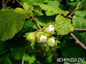 Як розпізнати хвороби ліщини