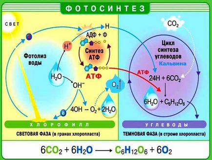 Як рослини реагують на світло