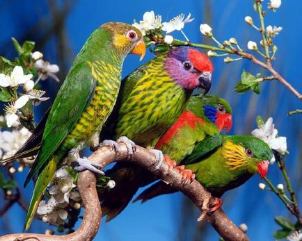 Hogyan szaporodnak papagájok papagáj párzási időszakban, nappal, fészkelő, doboz etetés