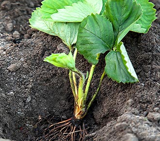 Cum să plantezi căpșunile în toamnă pe teren deschis, mustăți, materiale de acoperire, metode, îngrășăminte,