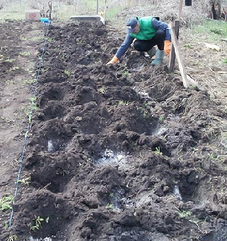 Cum să plantezi căpșunile în toamnă pe teren deschis, mustăți, materiale care acoperă, metode, îngrășăminte,