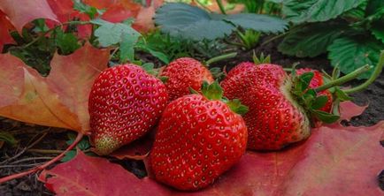 Cum să plantezi căpșunile în toamnă pe teren deschis, mustăți, materiale de acoperire, metode, îngrășăminte,