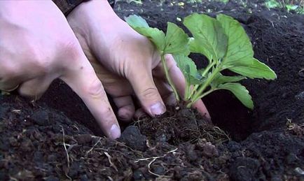 Cum să plantezi căpșuni în toamnă pe teren deschis, mustăți, materiale care acoperă, metode, îngrășăminte,