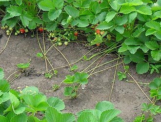 Cum să plantezi căpșunile în toamnă pe teren deschis, mustăți, materiale de acoperire, metode, îngrășăminte,