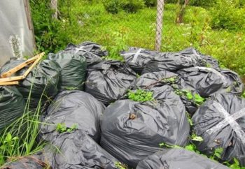 Hogyan készítsünk komposztot a trágya és a madárürülék receptek idővonal