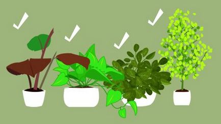 Cum sa faci un terariu pentru plante