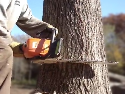 Hogyan lehet csökkenteni a magas fa a nagyon helyszínen
