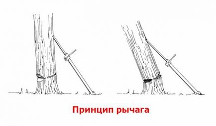 Як зрубати дерево - докладна інструкція - присадибна ділянка