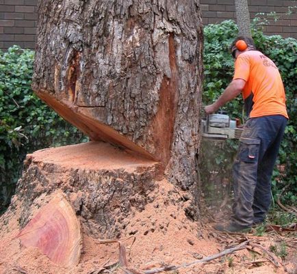 Як зрубати дерево - докладна інструкція - присадибна ділянка