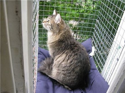 Cum de a proteja o pisică de cădere de la o fereastră sau de la un balcon