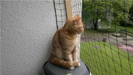 Як уберегти кішку від падіння з вікна або з балкона