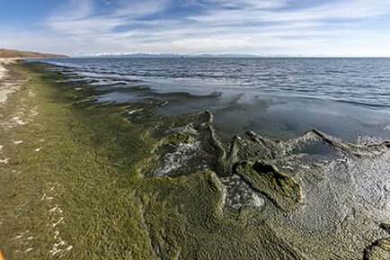 Cum moare Lacul Baikal sau de ce un iaz unic se transformă într-o mlaștină - în lume, la