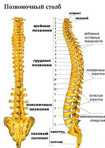 Cum este aranjat coloana vertebrală! Fiți sănătoși