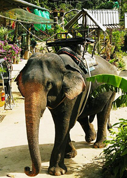 Mi vásárolni kozmetikumok Thaiföld (kozmetikai) Mi vásárolni kozmetikumok Thaiföldön