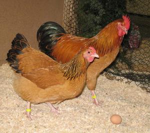 Milyen fajta ez jobb vásárolni csirke hús és tojás termelés az otthon, és egy nagy madárház