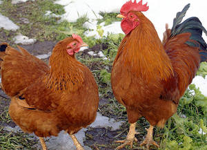 Care rasă de pui este mai bine de cumpărat, pentru carne și pentru producția de ouă într-o casă și o casă mare