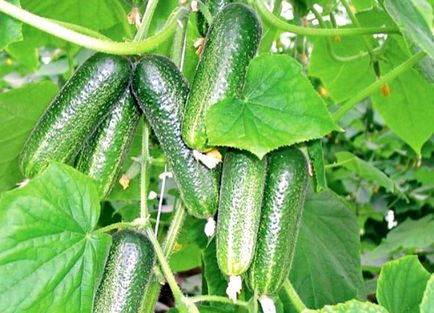 Як вибрати найкраще насіння огірків для теплиць, грунту