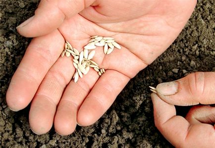 Cum sa alegi cele mai bune seminte de castravete pentru sere, soluri