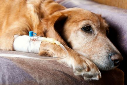 Як вилікувати гастроентерит у собаки