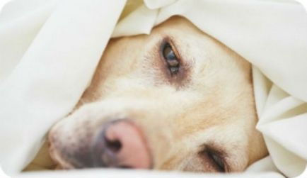 Як вилікувати гастроентерит у собаки
