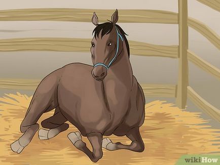 Як вилікувати кульгавість у коней