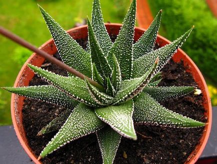 Cum să crești haworthia acasă