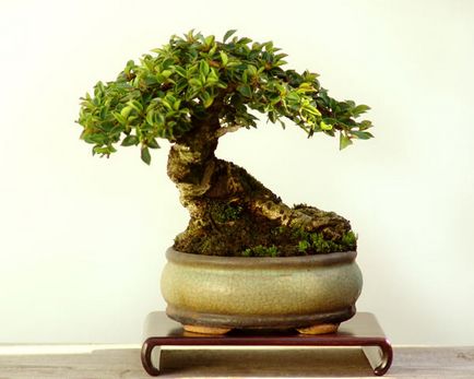Hogyan növekszik bonsai otthon