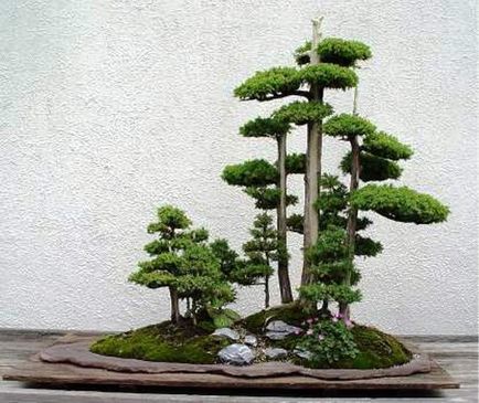 Hogyan növekszik bonsai otthon