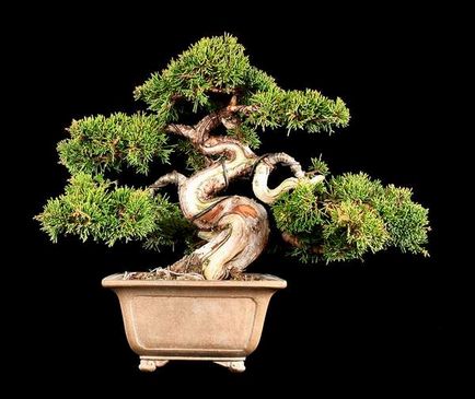 Hogyan növekszik bonsai otthon