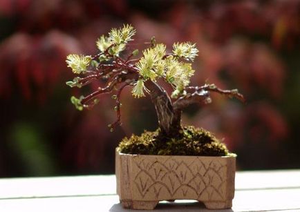 Hogyan növekszik bonsai otthon